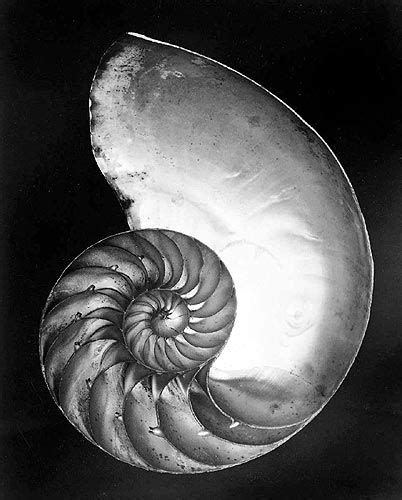 Shell 19271 Fotographie Von Edward Henry Weston Wertschätzung