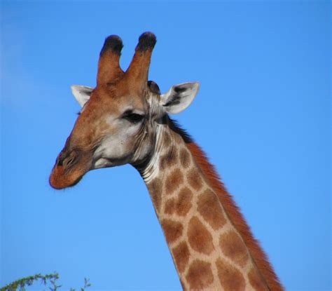 Filesouth African Giraffe Head Wikipedia