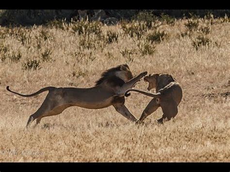 Jaguar Vs Lion Real Fight | Jaguar vs lion, Fight, Animals