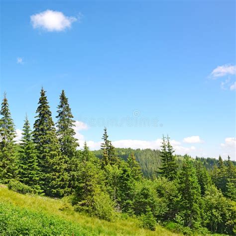 Beautiful Pine Trees Stock Photo Image Of Environment 38756552