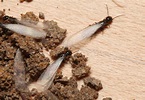 Expert: Beware of insect pests that can reduce your home’s value ...