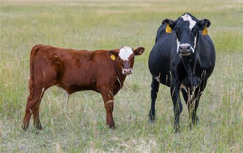 Panhandle Perspectives Managing Cows Through Dry Conditions Ianr News