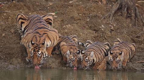 Gorgeous Bengal Tigers Drinking Water With Sound Youtube
