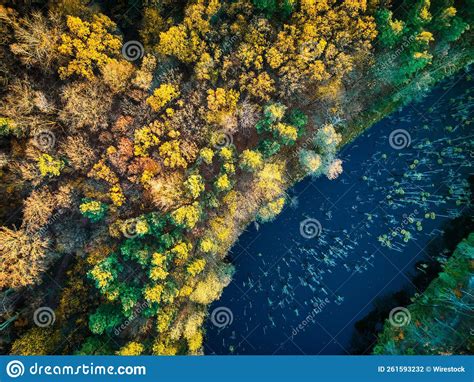 Aerial Shot Of A River In A Forest Covered In Yellowing Trees In Autumn