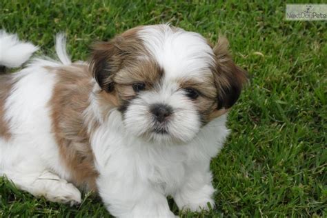 Most of our papillons for sale are energetic and fun loving, they play well, especially when well socialized. Shih Tzu puppy for sale near Joplin, Missouri | 014a490e-b531