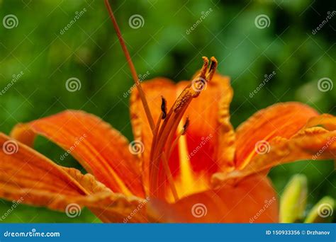 Macro Closeup Of Stamens Of Fire Red Or Orange Day Lily Colorful