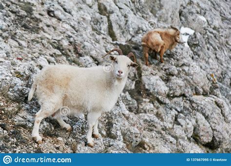 Two Wild Mountain Goats At Climbing At Grey Rock Stock Image Image Of