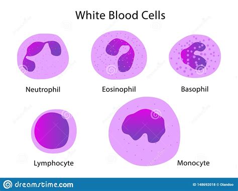 Types Of White Blood Cells Stock Vector Illustration Of Isolated