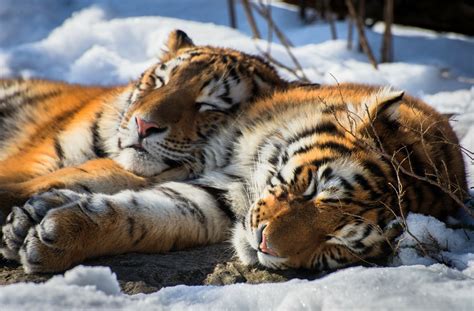 Siberian Tigers By Sébastien Clermont Petit