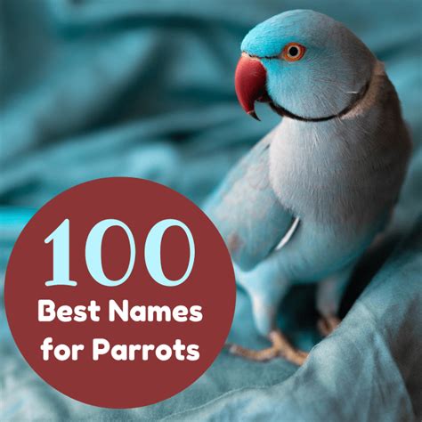 What Are Good Parrot Names 100 Name Ideas For Macaws And More