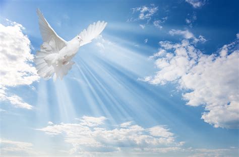 흰 구름과 푸른 하늘에 흰색 비둘기 개념에 대한 스톡 사진 및 기타 이미지 Istock