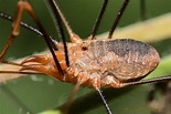 Phalangium opilio | Opiliones Wiki | Fandom