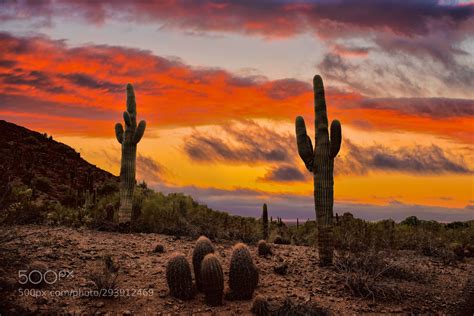 Desert sunset Phoenix AZ | Desert sunset photography, Desert sunset painting, Desert sunset