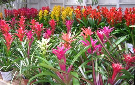 Jeffco Gardener Growing Bromeliads By Donna Duffy