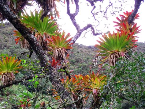 Bromeliads Tropical Garden Plants