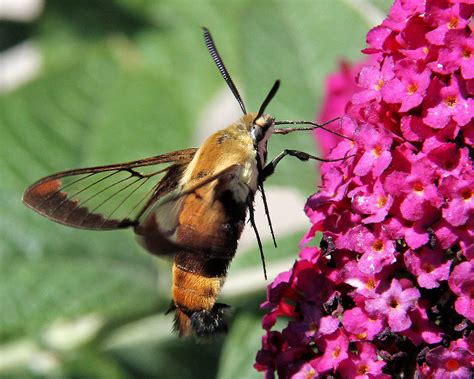 Snowberry Clearwing Moth Photograph By Doris Potter