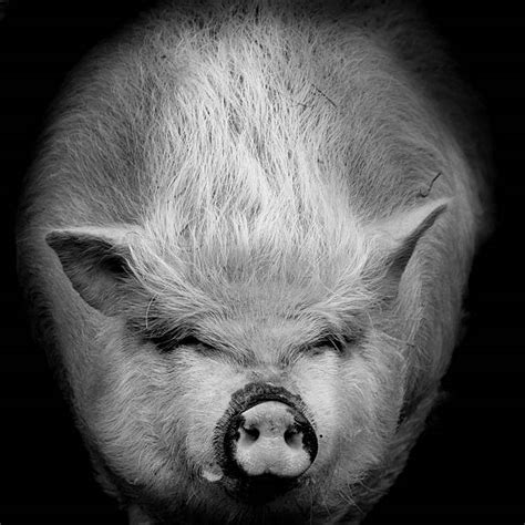Best Pig Face Stock Photos Pictures And Royalty Free Images Istock