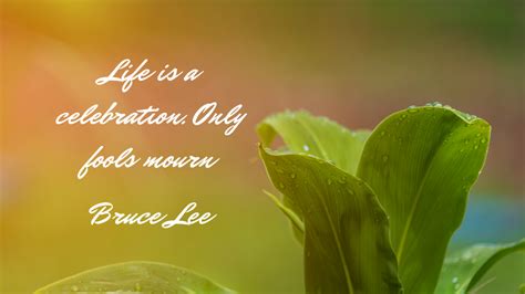 Celebrating Life Quotes To Inspire And Uplift Celebrating Life