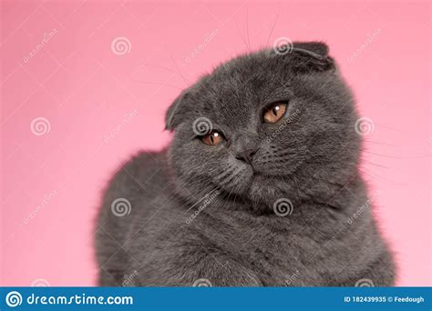 Adorable Scotish Fold Cat Looking To Side And Laying Down Stock Image