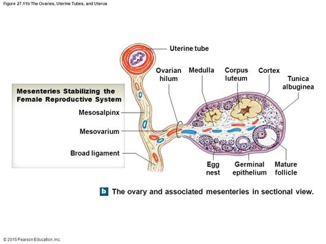 Sectional View Of An Ovary Diagram Quizlet