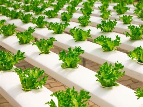 Growing Lettuce In Aquaponics Northern Nester