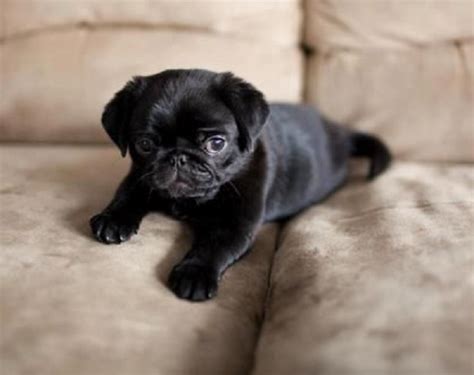 12 Pictures Of Cute Pugs And The Faces They Make