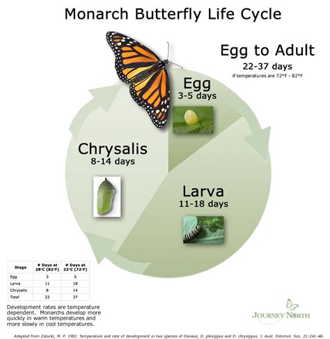 43 Life Cycle Of A Monarch Butterfly Diagram Images Charles M Graham