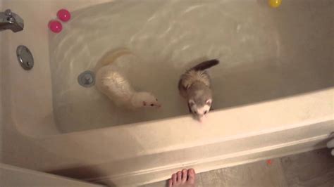 ferrets swimming  bath tub youtube