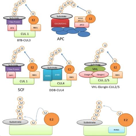 ubiquitin e3 ligase can be divided into two major types i download scientific diagram