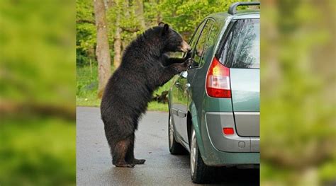 Photos Bear Breaks Into 8 Different Cars In Estes Park Iheart