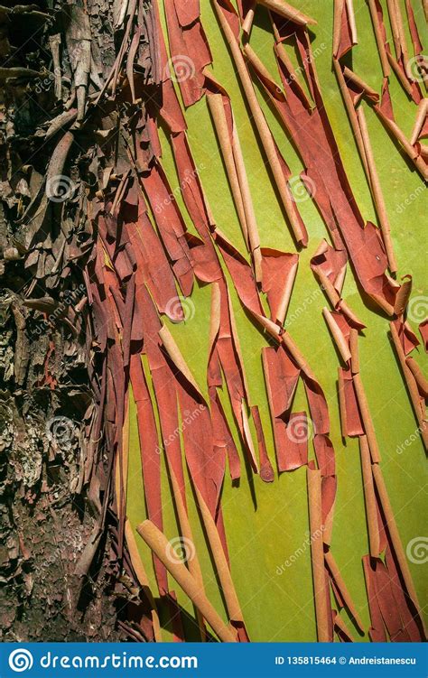 Close Up Of Madrone Tree Arbutus Menziesii Peeling Bark California