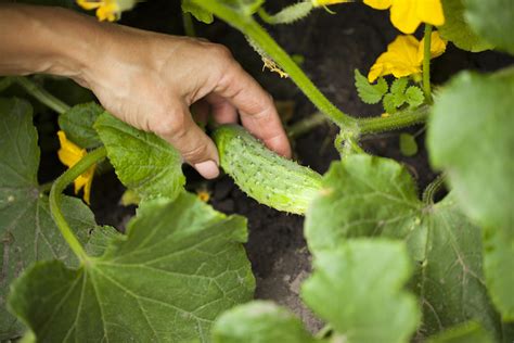 How To Grow Cucumbers From Seed In A Greenhouse How To Grow Cucumbers