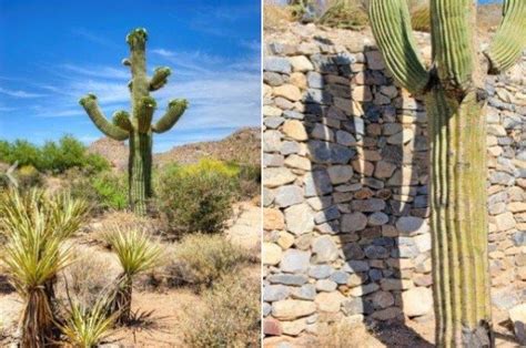 Identifying Common Arizona Cacti Prickly Pear Saguaro