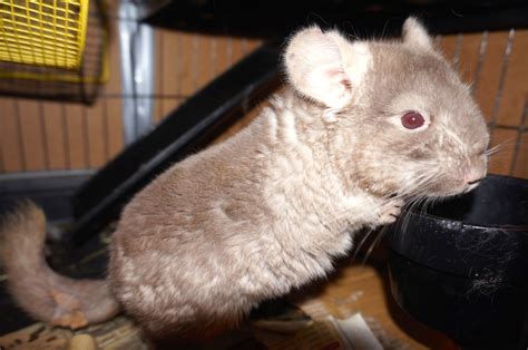 At the Fence: Petacular Monday Our Baby Chinchilla!