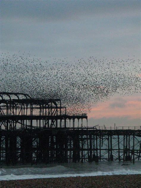 Brighton Pier And Starlings Venetia 27 Flickr