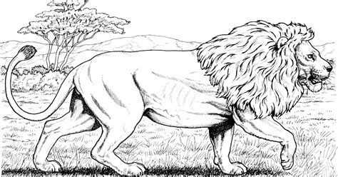 Coloring Page Lion Cub / Lions Coloring Pages Free Coloring Pages