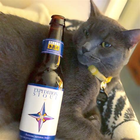 Pin On Beer Cats