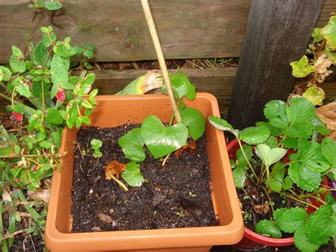 How To Grow Your Own Sweet Potatoes In A Small Container Dengarden