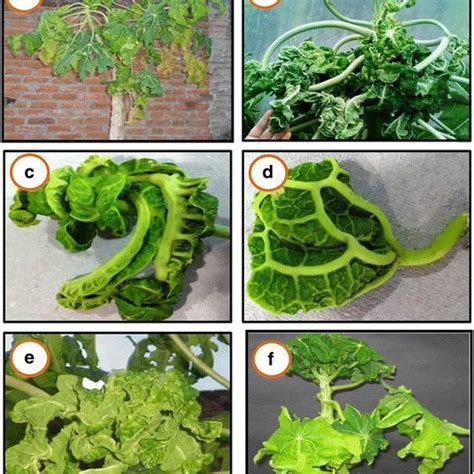 Leaf Curl Symptoms On Diseased Plants Infected With Papaya Leaf Curl