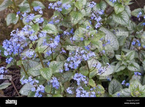 Brunnera Macrophylla Jack Frost In Flower Stock Photo Alamy