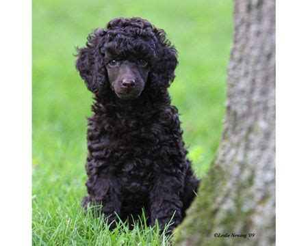 Since your standard poodle will grow into a large dog, it's a good idea to get them used to these grooming tasks as a puppy. 373 best ♡♡ Black Poodles ♡♡ images on Pinterest | Poodles ...