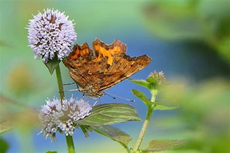 C Falter Foto And Bild Tiere Wildlife Schmetterlinge Bilder Auf