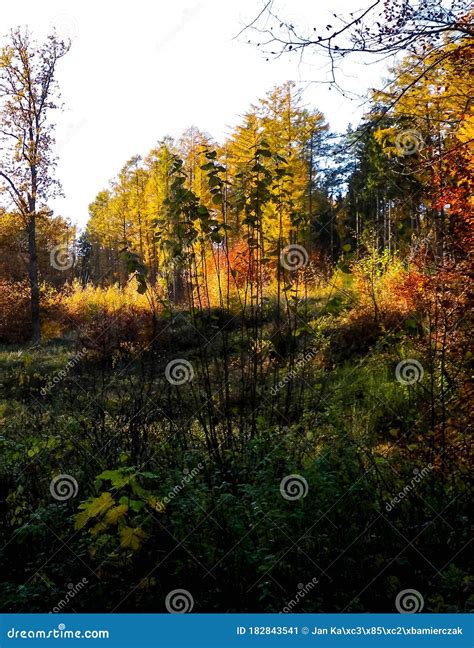 Trees Of Autumnal Forest Sunny Weather Stock Image Image Of Brown