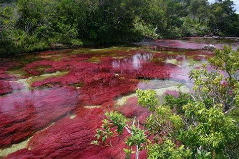The River Of Five Colors Cano Cristales Colombia Twistedsifter