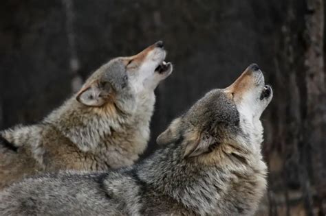 Why Do Wolves Howl How Do They Communicate All Things Foxes