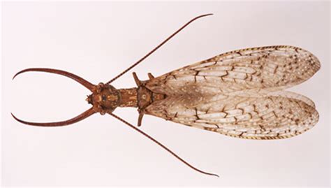 Eastern Dobsonfly Corydalus Cornutus Linnaeus