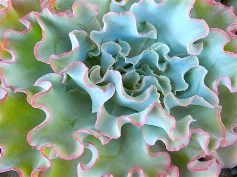 Echeveria Lady Aquarius Is A Graceful Evergreen Succulent With Large