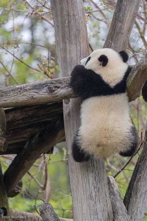 Giant Panda Cub Climbing In A Tree Baby Panda Bears Cute Wild