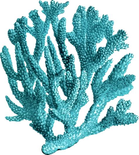 Coral clipart colorful coral, Coral colorful coral ...