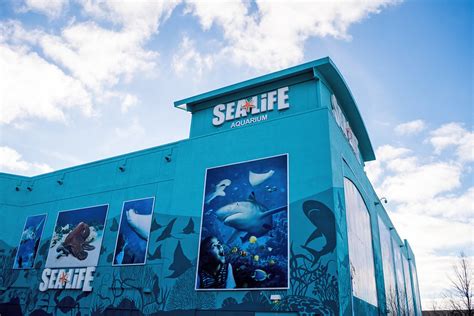 Sea Life Michigan Aquarium Guide Unlock The Ultimate Marine Adventure